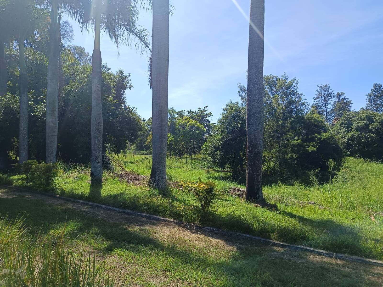 Chácara, 4 quartos, 4 hectares - Foto 15